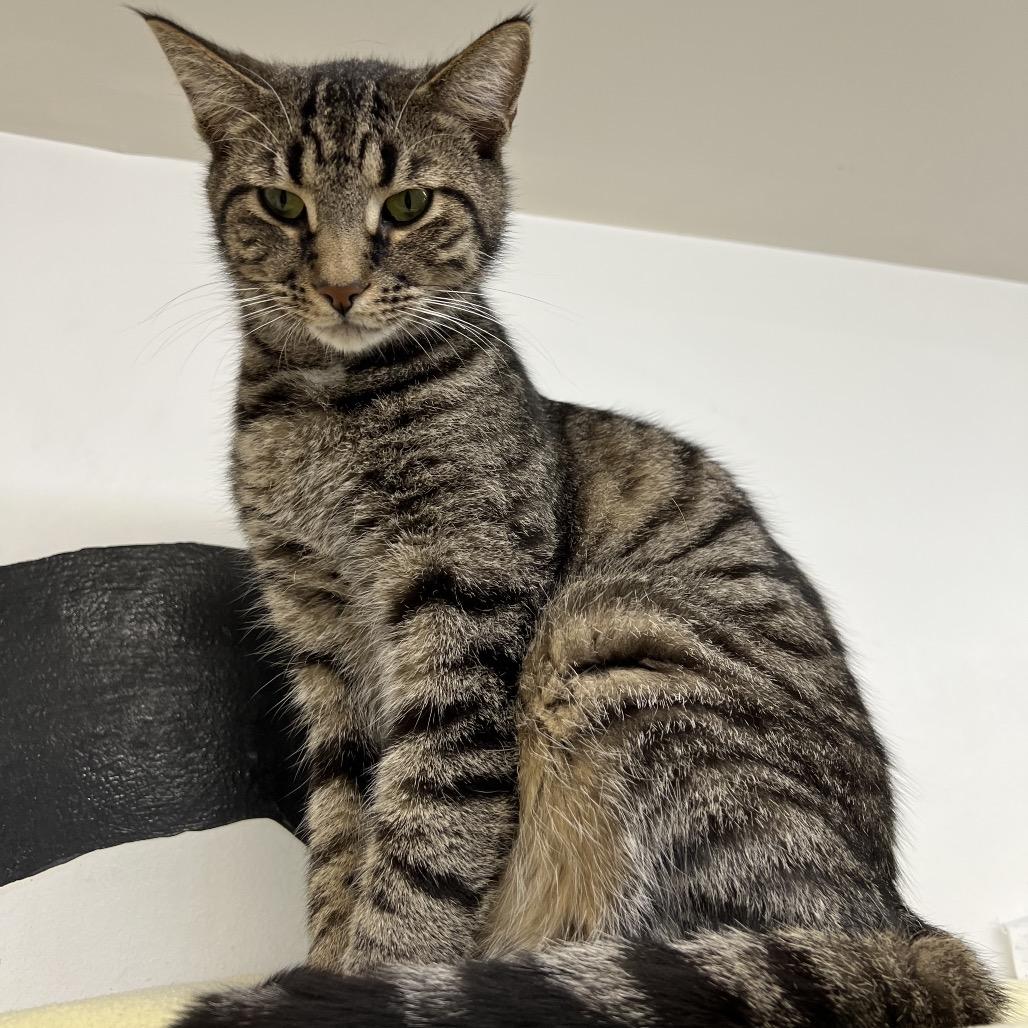 Enlarge Chubb, a Adoptable Domestic Short Hair in Delaware, OH image 2/6