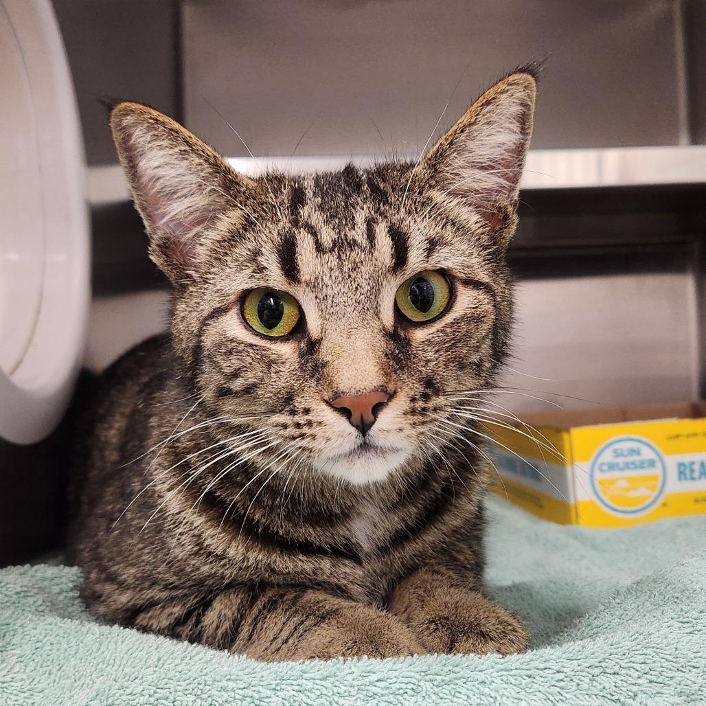 Enlarge Chubb, a Adoptable Domestic Short Hair in Delaware, OH image 3/6