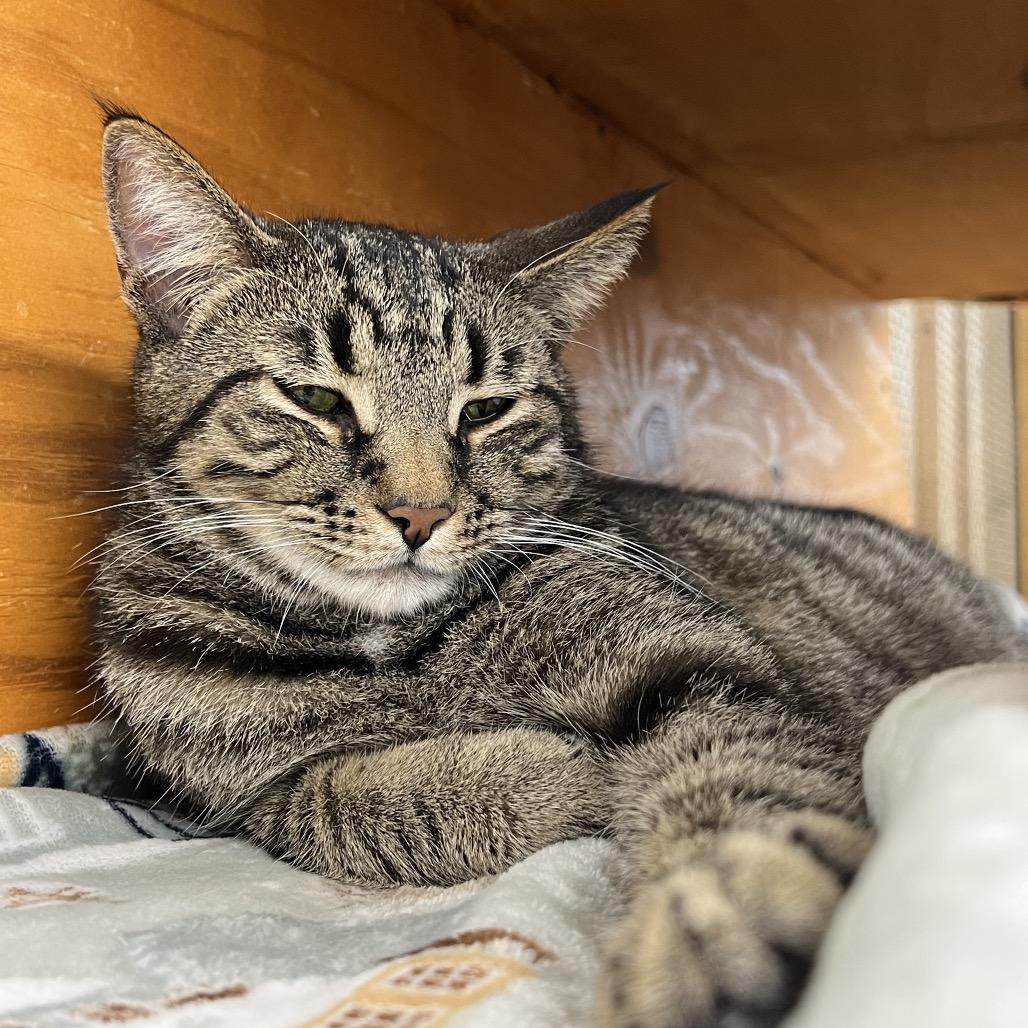 Enlarge Chubb, a Adoptable Domestic Short Hair in Delaware, OH image 4/6