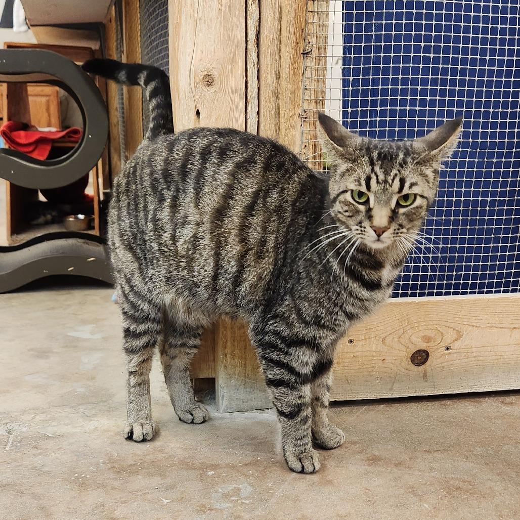 Enlarge Chubb, a Adoptable Domestic Short Hair in Delaware, OH image 5/6