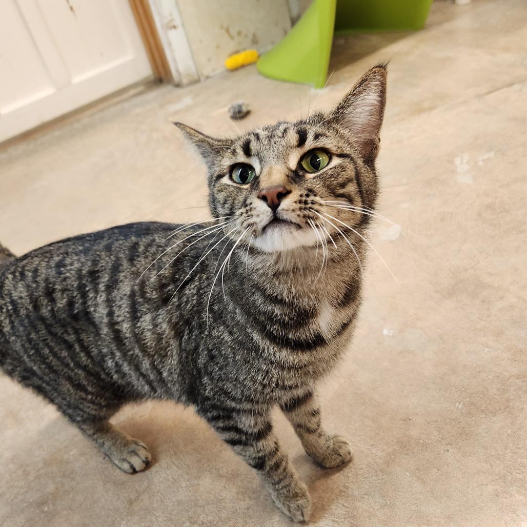 Enlarge Chubb, a Adoptable Domestic Short Hair in Delaware, OH image 6/6