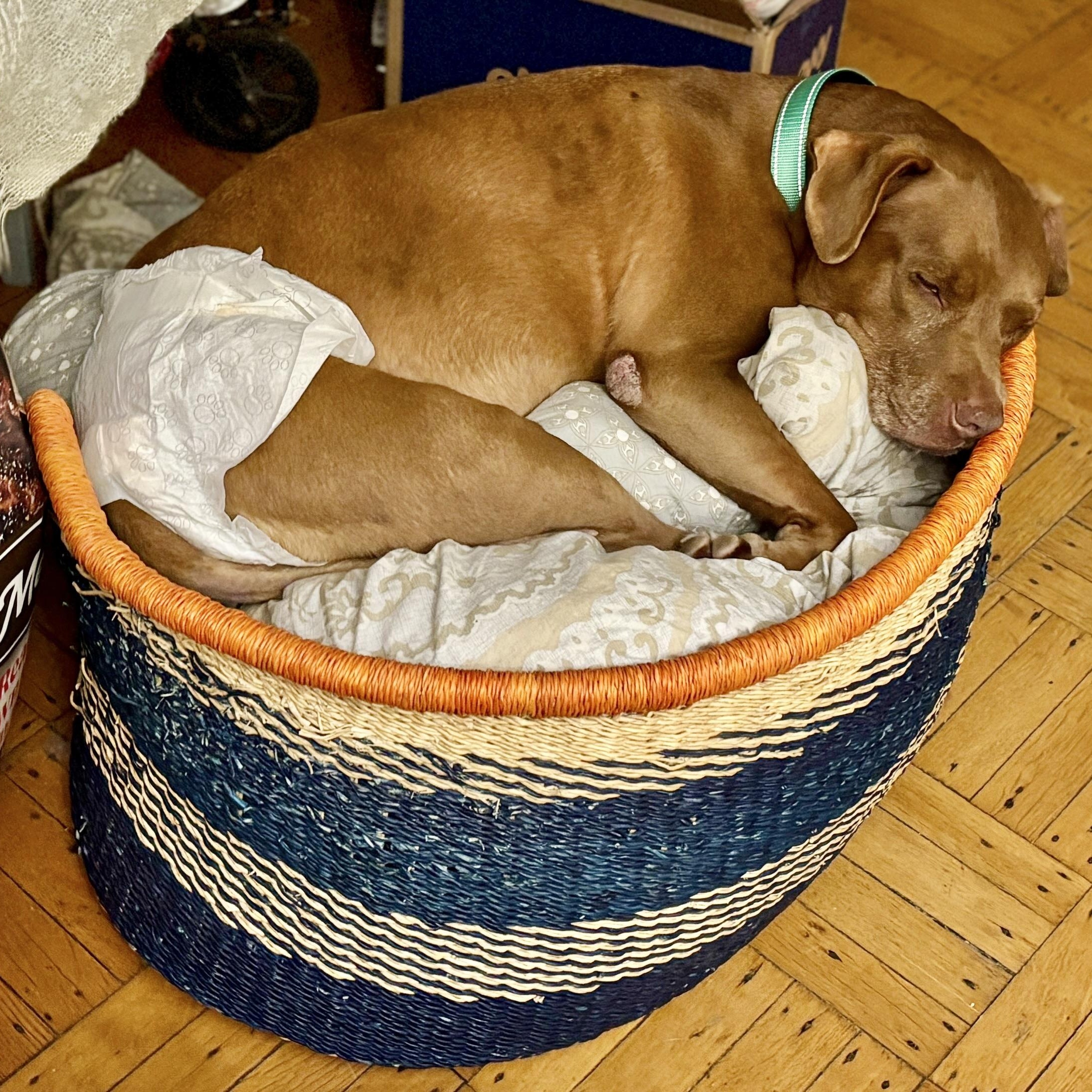 Shades, a ADOPTABLE mixed breed in New York, NY image 4/6