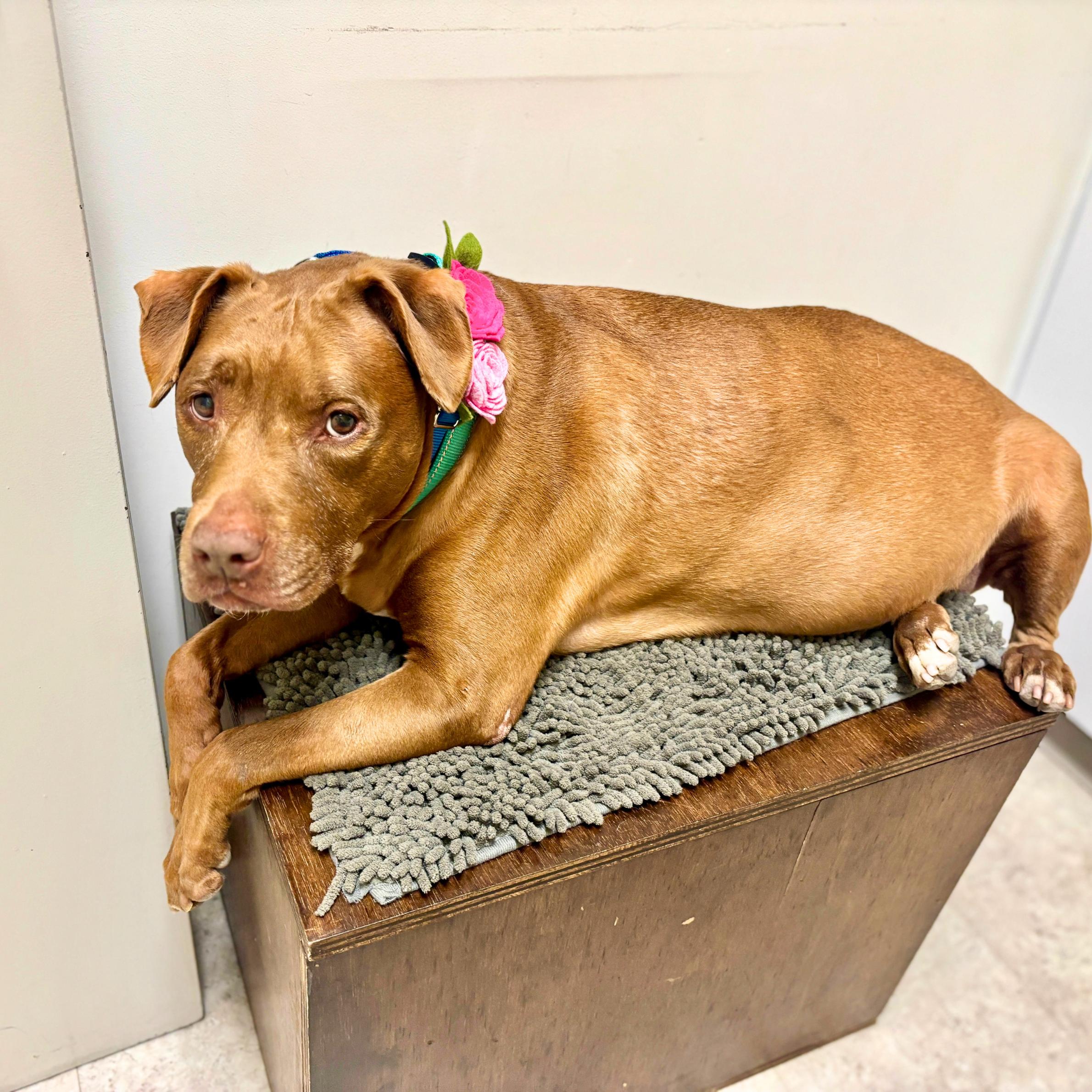 Shades, a ADOPTABLE mixed breed in New York, NY image 5/6