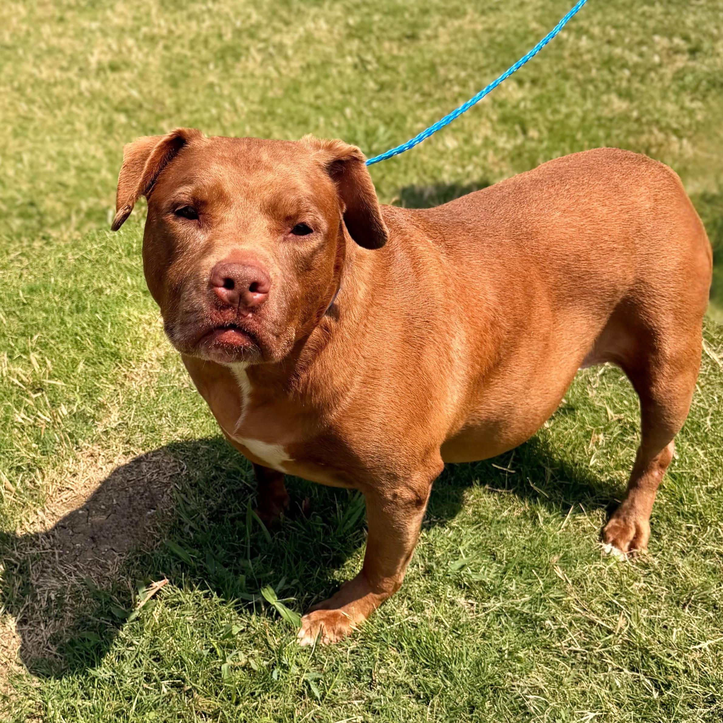 Shades, a ADOPTABLE mixed breed in New York, NY image 2/6