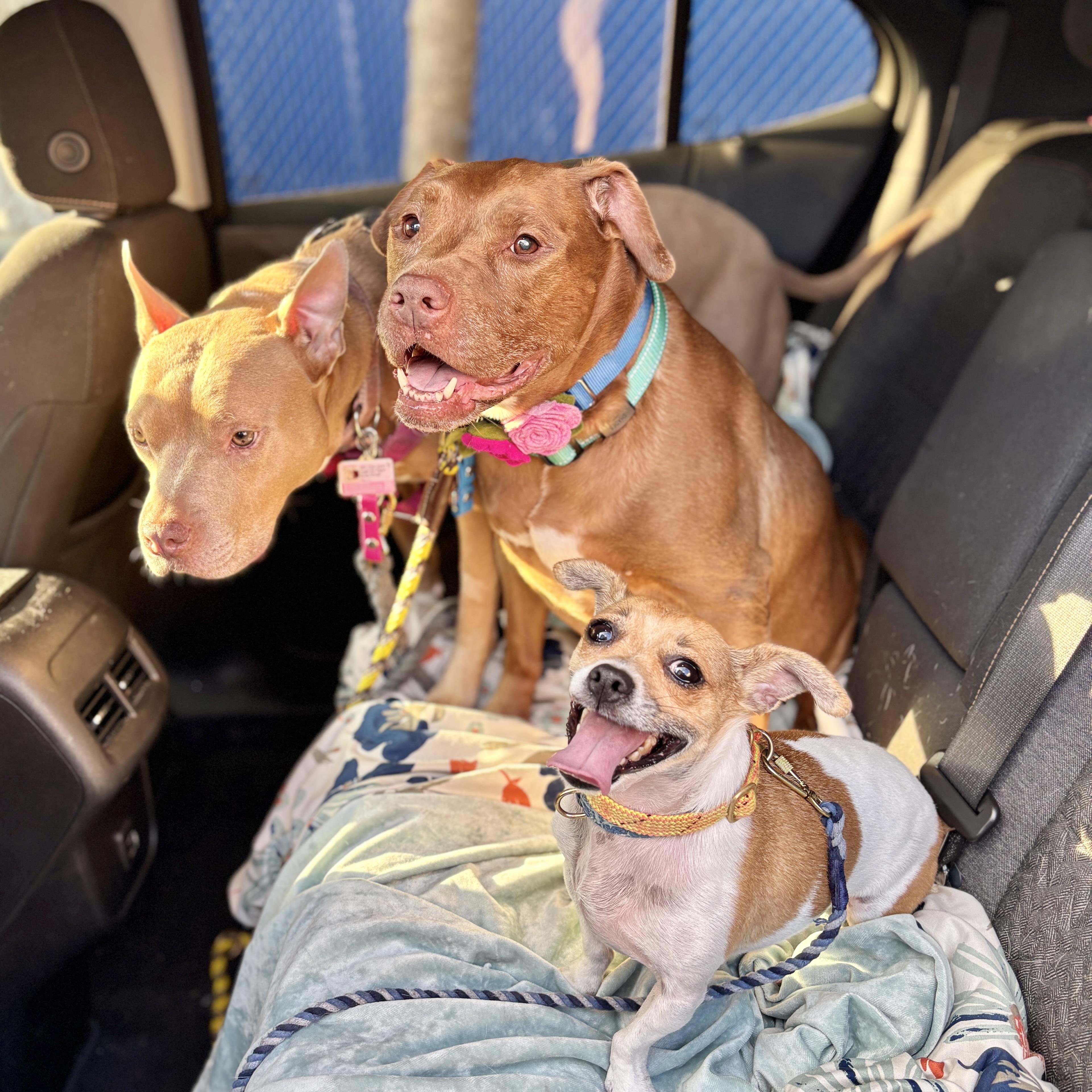 Shades, a ADOPTABLE mixed breed in New York, NY image 3/6