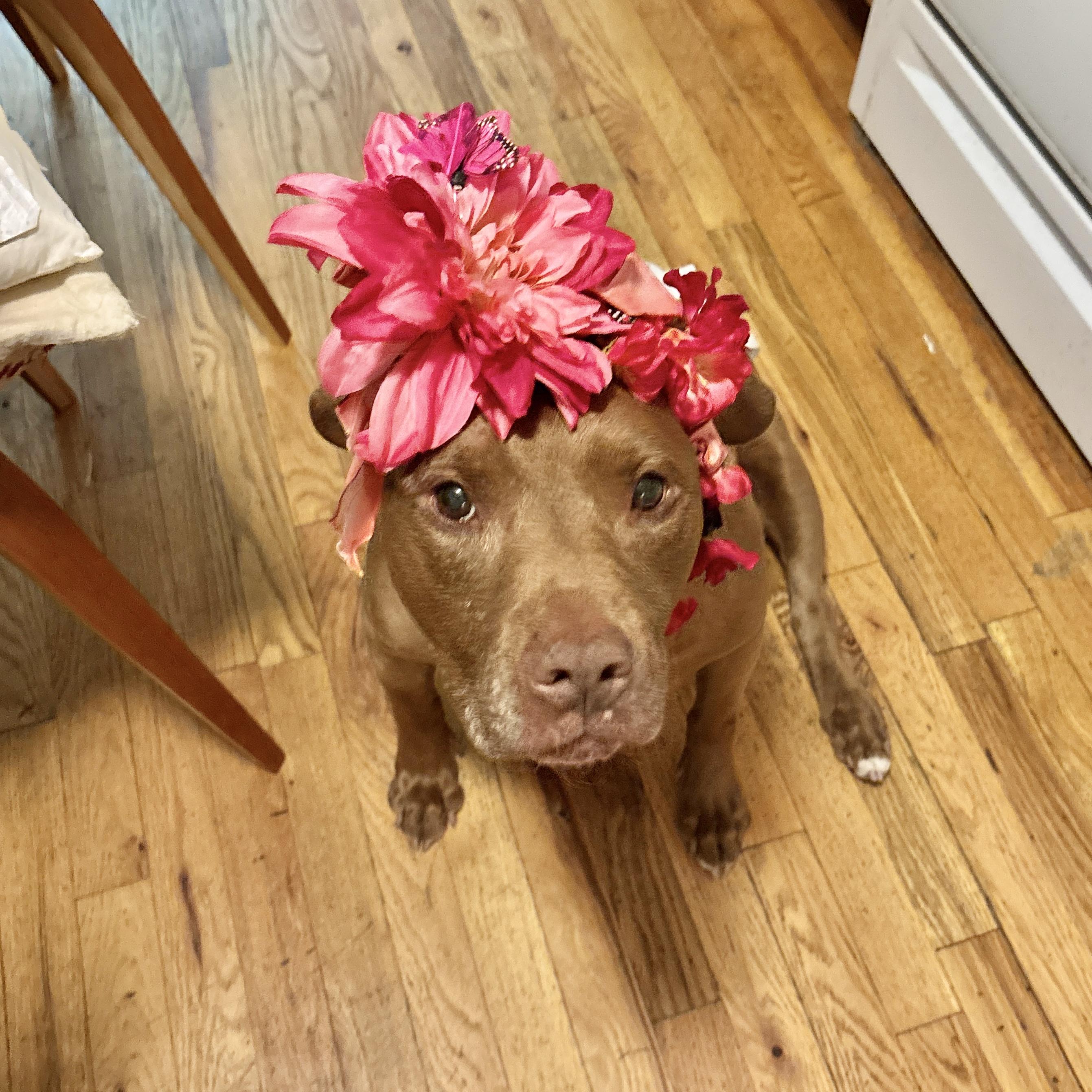 Shades, a ADOPTABLE mixed breed in New York, NY image 1/6