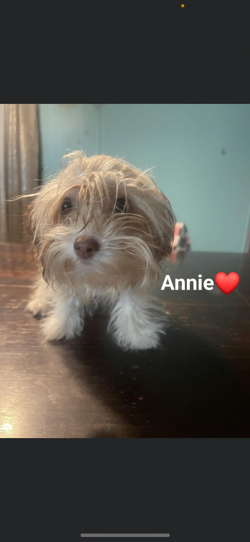 Annie, Adopted, Puppy Female Maltese & Maltipoo.