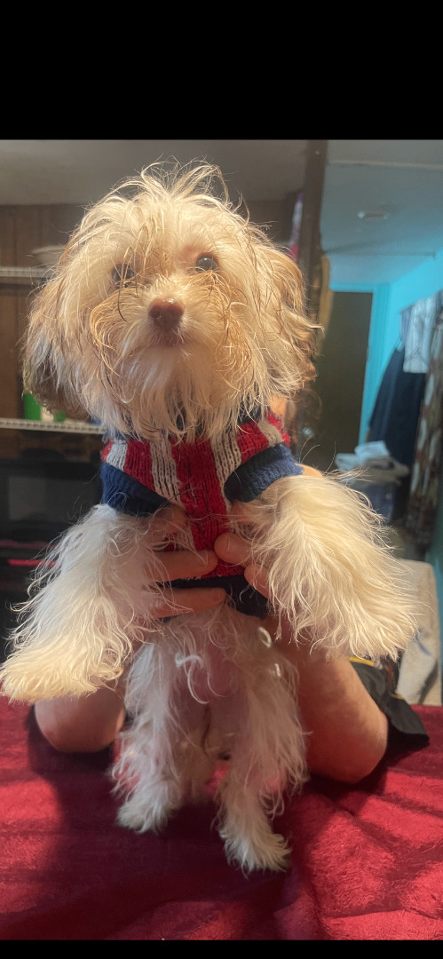 Annie, a Adopted mixed breed in Hamden, CT image 2/4