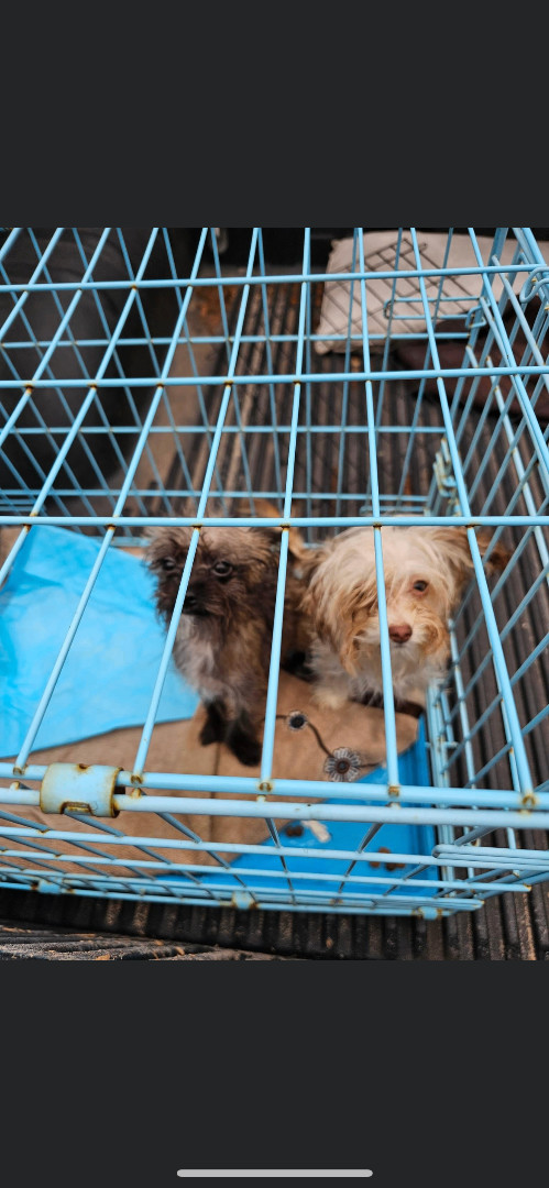 Annie, a Adopted mixed breed in Hamden, CT image 3/4