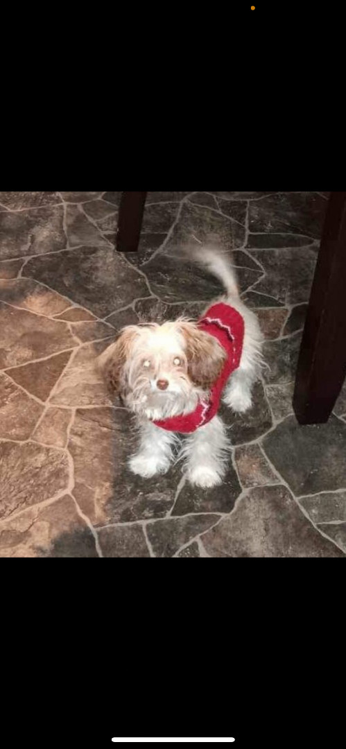 Annie, a Adopted mixed breed in Hamden, CT image 4/4