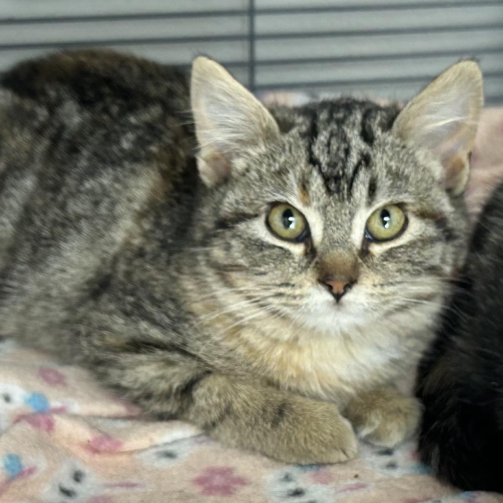 Enlarge Sprinkles, a Adoptable Domestic Short Hair in Hannibal, MO image 1/1