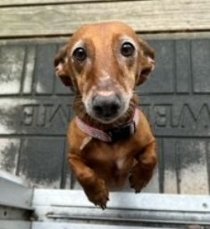 Enlarge Ladybug Lovestruck, a Adopted Dachshund in Houston, TX image 1/5