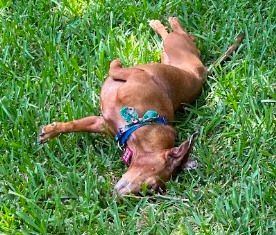 Enlarge Ladybug Lovestruck, a Adopted Dachshund in Houston, TX image 2/5