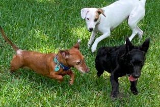 Enlarge Ladybug Lovestruck, a Adopted Dachshund in Houston, TX image 3/5