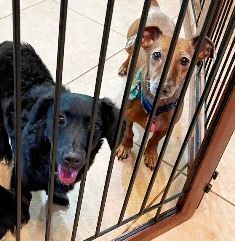 Enlarge Ladybug Lovestruck, a Adopted Dachshund in Houston, TX image 4/5
