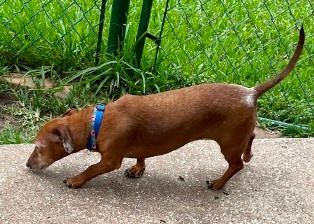 Enlarge Ladybug Lovestruck, a Adopted Dachshund in Houston, TX image 5/5