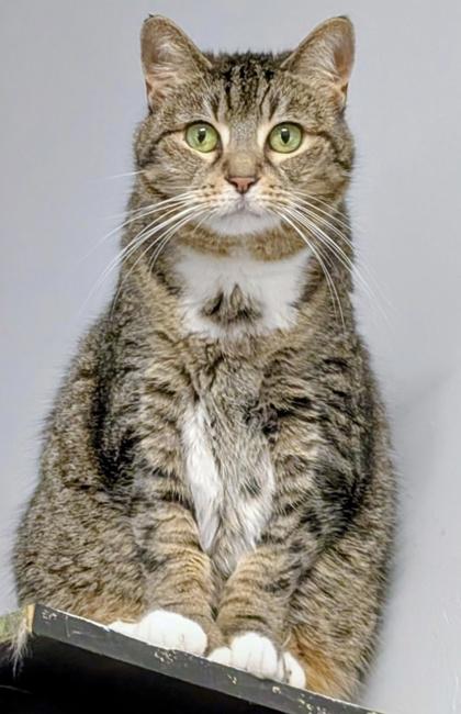 Gracie, Adoptable, Senior Female Domestic Short Hair & Domestic Short Hair.