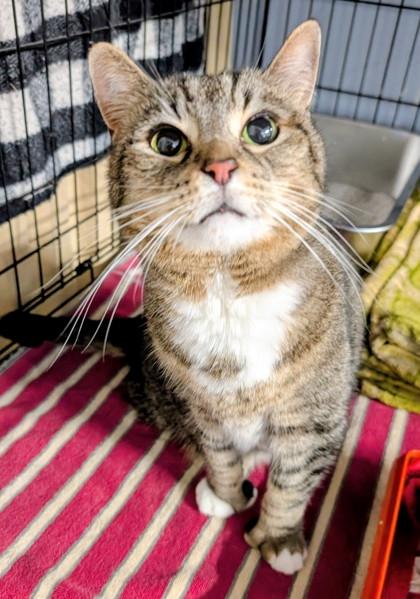 Enlarge Gracie, a Adoptable Domestic Short Hair in Anderson, IN image 4/4