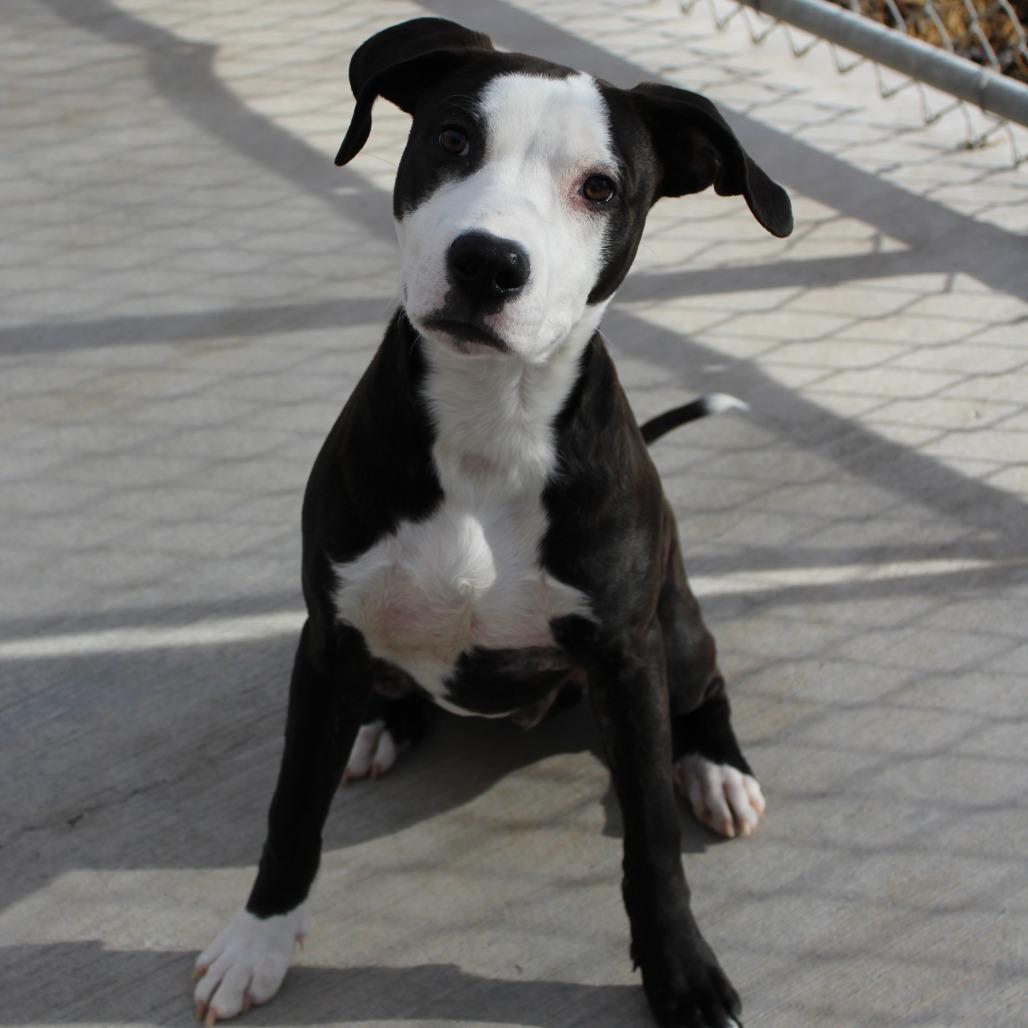 Frankie, a Adoptable Mixed Breed in McPherson, KS image 1/6