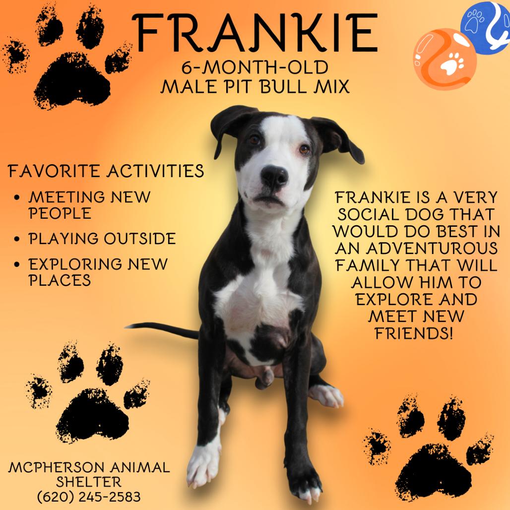 Frankie, a Adoptable Mixed Breed in McPherson, KS image 3/6