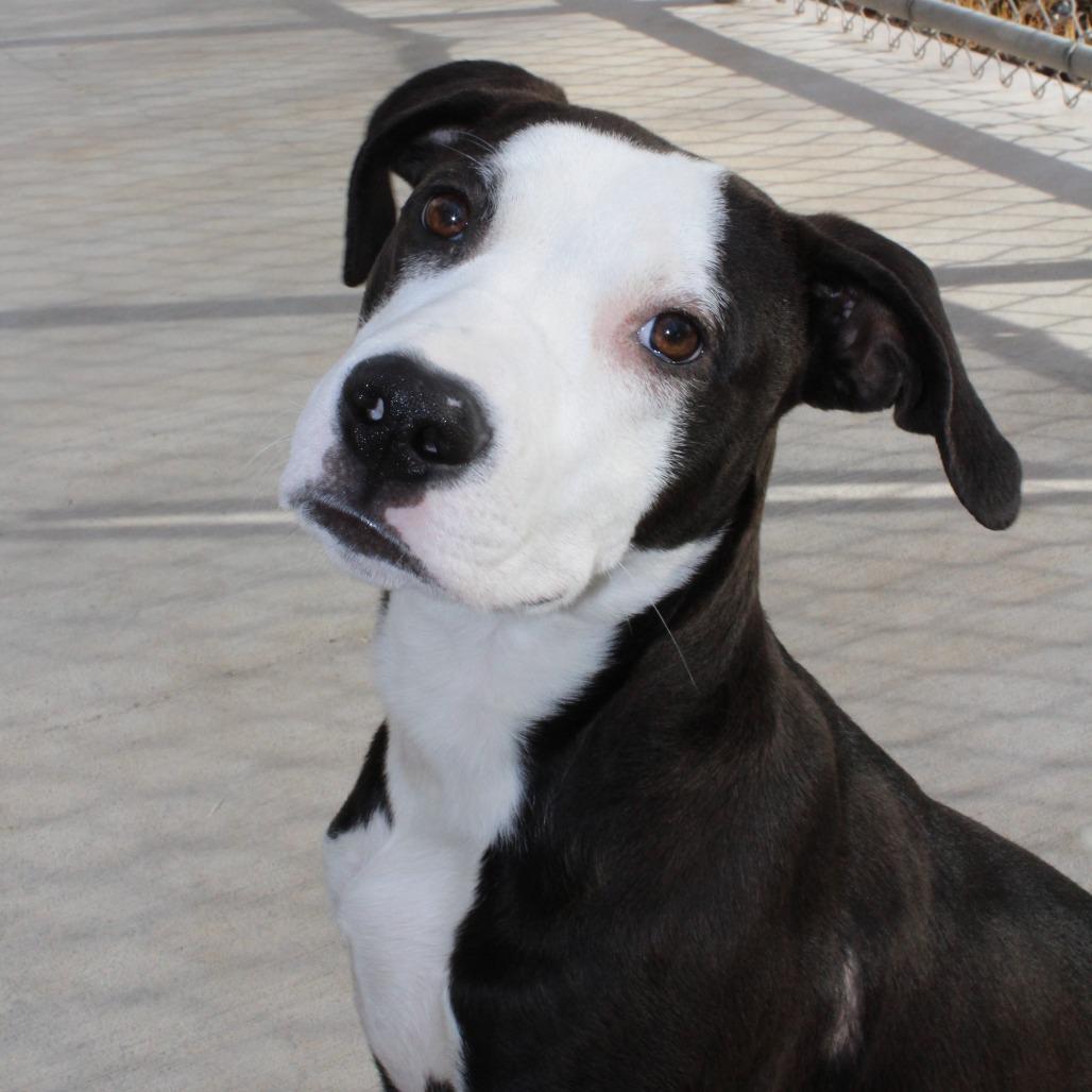 Frankie, a Adoptable Mixed Breed in McPherson, KS image 4/6