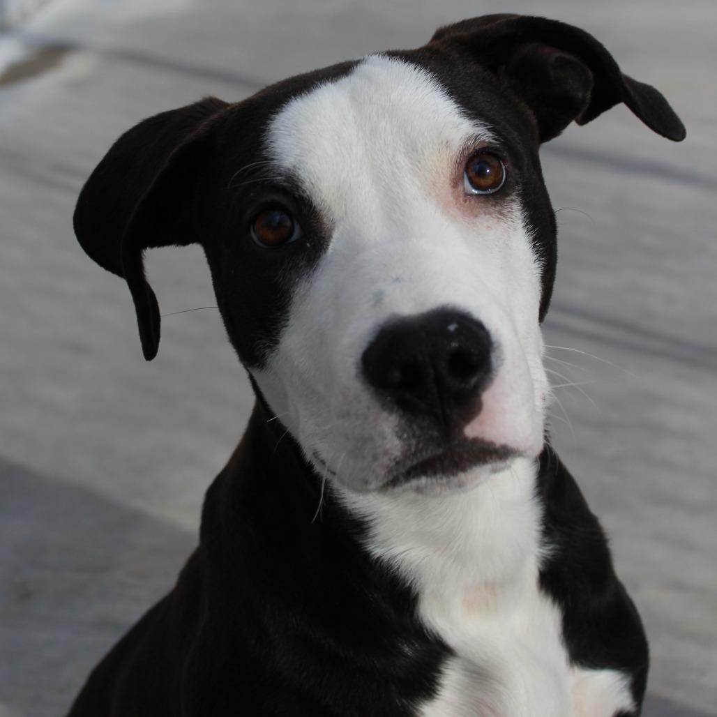Frankie, a Adoptable Mixed Breed in McPherson, KS image 5/6