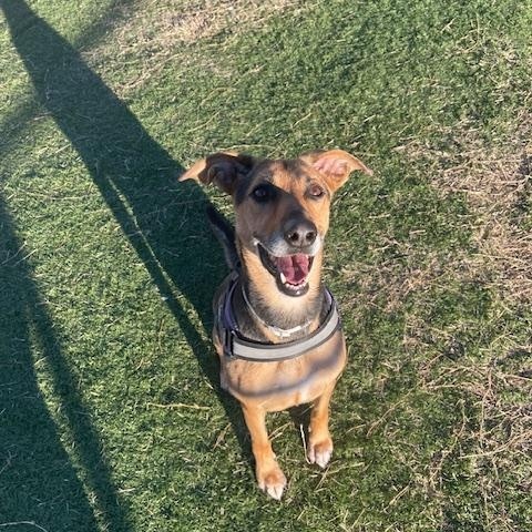 Enlarge Luna, a ADOPTABLE mixed breed in Albemarle, NC image 2/6