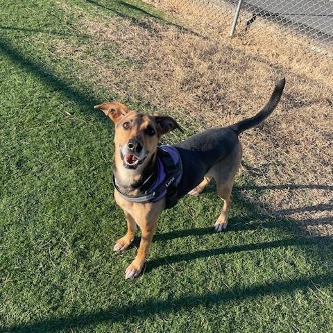 Enlarge Luna, a ADOPTABLE mixed breed in Albemarle, NC image 6/6