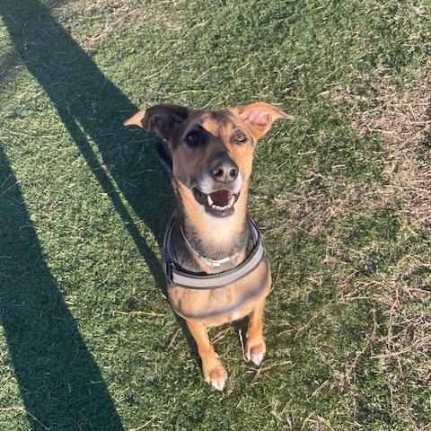 Enlarge Luna, a ADOPTABLE mixed breed in Albemarle, NC image 4/6