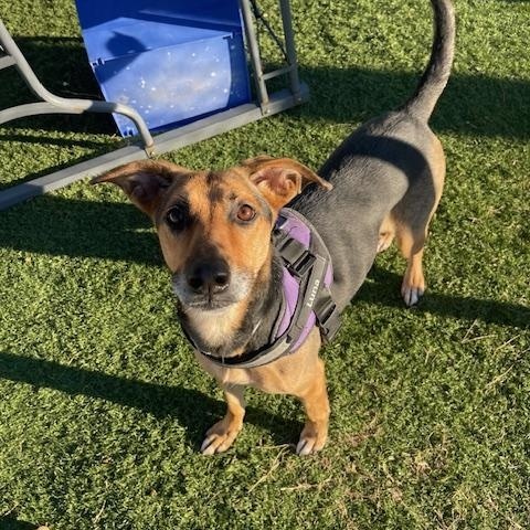 Enlarge Luna, a ADOPTABLE mixed breed in Albemarle, NC image 3/6