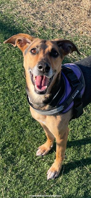 Enlarge Luna, a ADOPTABLE mixed breed in Albemarle, NC image 5/6