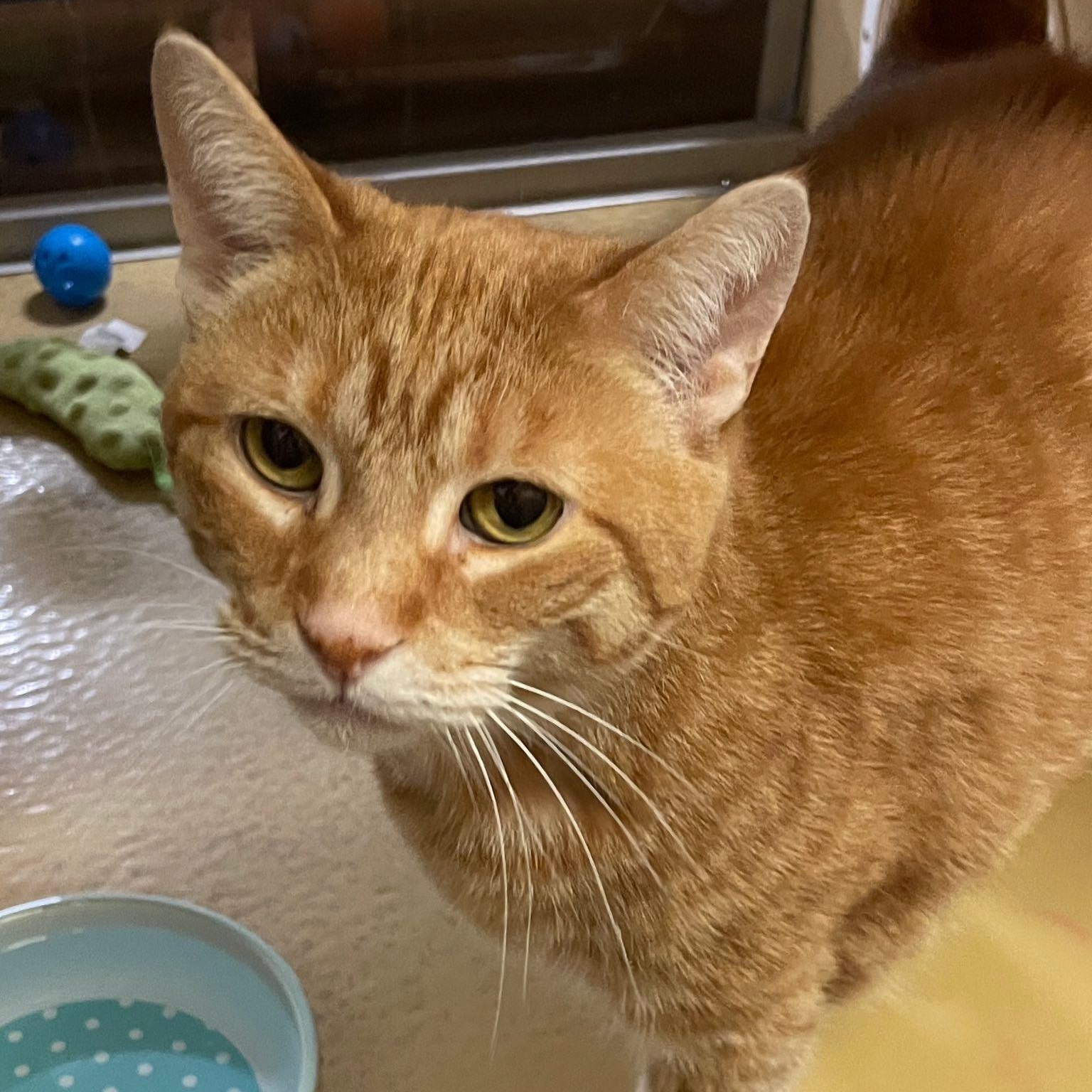 Dahlia, Adoptable, Adult Female Domestic Short Hair.