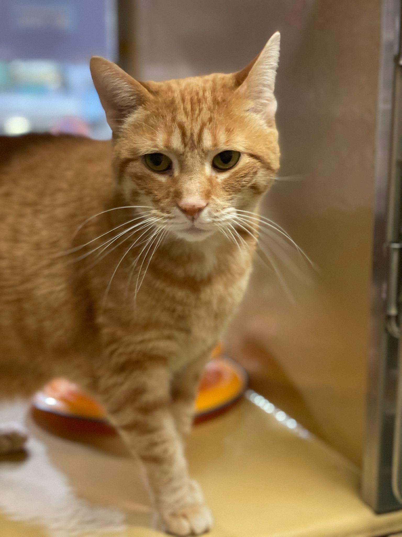 Dahlia, a Adoptable Domestic Short Hair in Sterling Heights, MI image 2/2