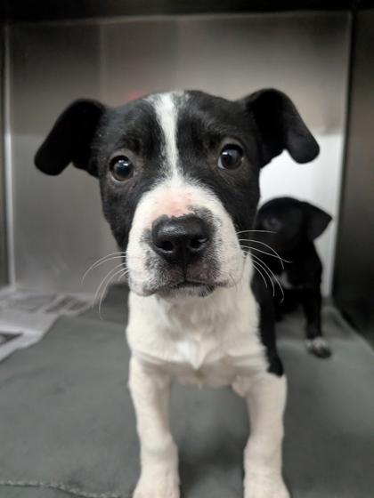 Enlarge Kahlua, a Adoptable mixed breed in Louisburg, NC image 1/1