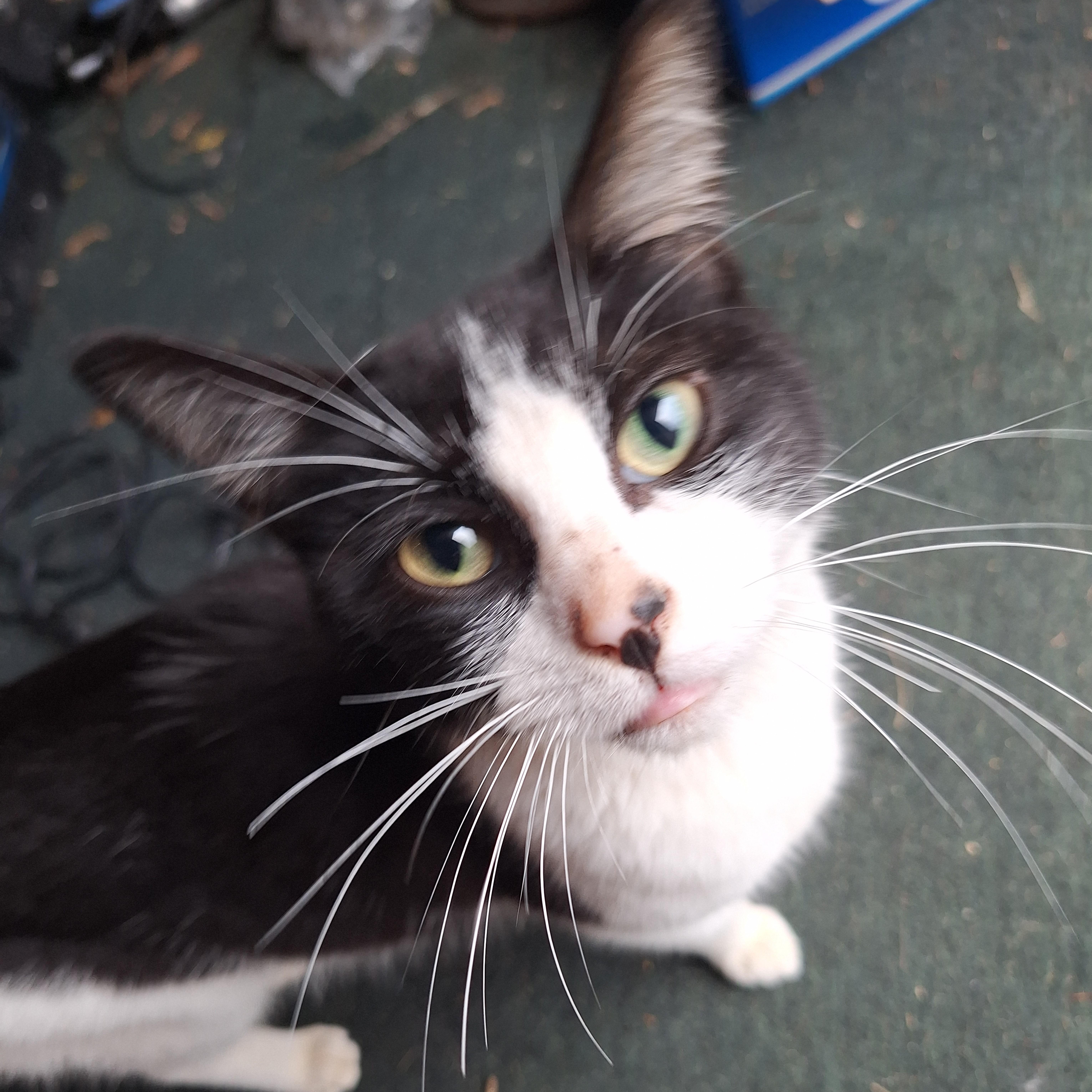 Enlarge Mo, a Adoptable Domestic Short Hair in Midland, MI image 1/4