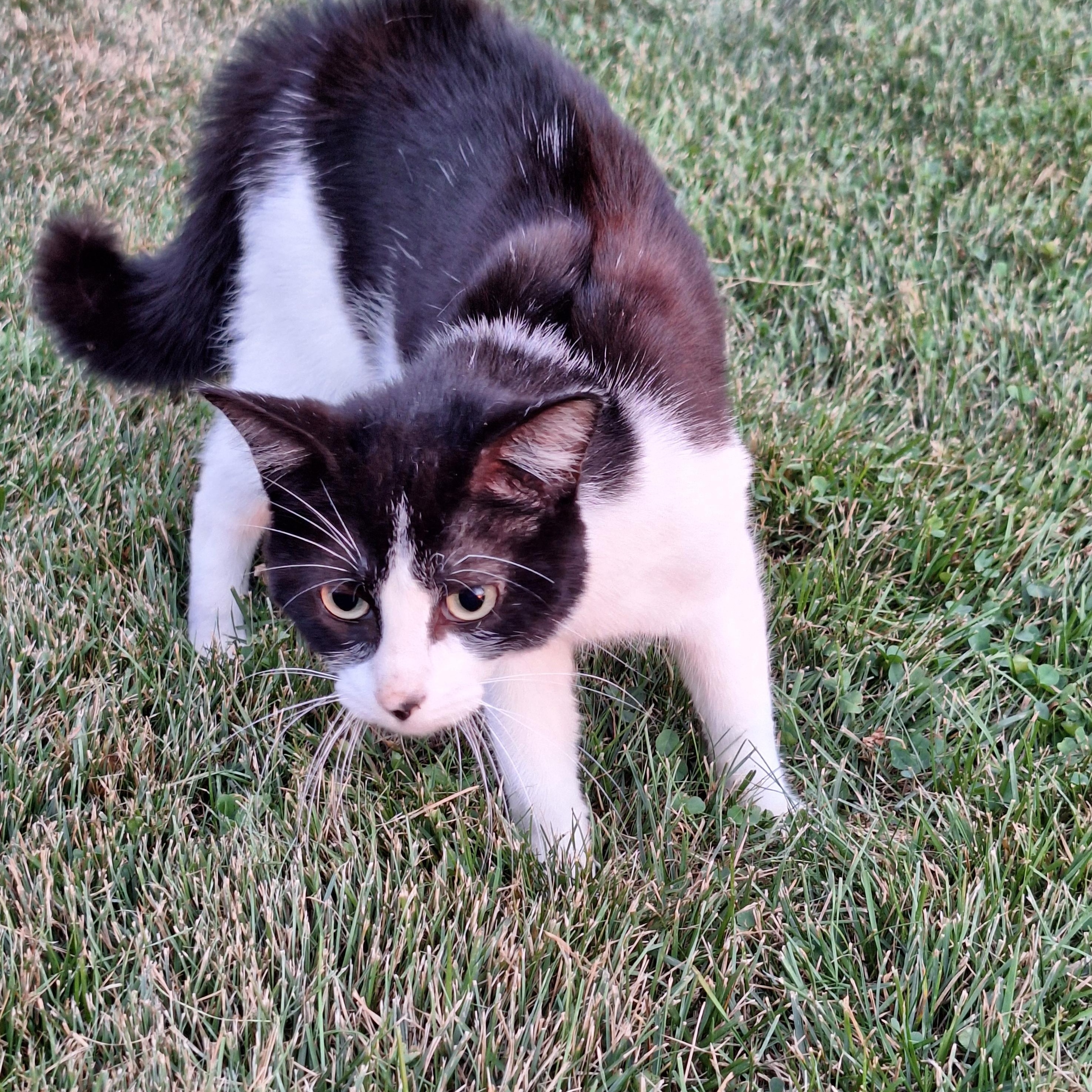 Enlarge Mo, a Adoptable Domestic Short Hair in Midland, MI image 3/4