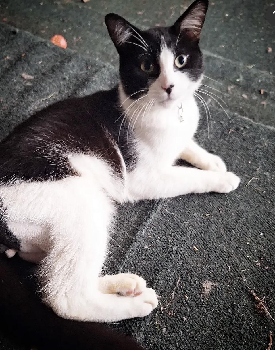 Enlarge Mo, a Adoptable Domestic Short Hair in Midland, MI image 2/4