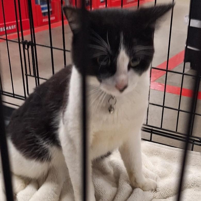 Enlarge Mo, a Adoptable Domestic Short Hair in Midland, MI image 4/4
