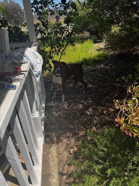 Louie, Adoptable, Adult Male Boxer.