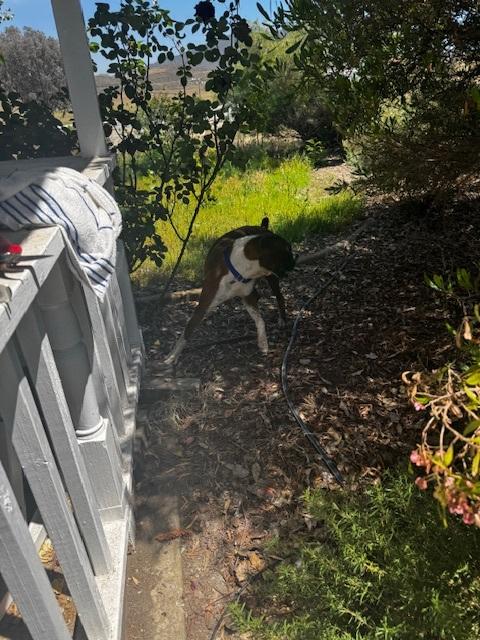 Enlarge Louie, a Adoptable Boxer in Vancouver, WA image 3/6