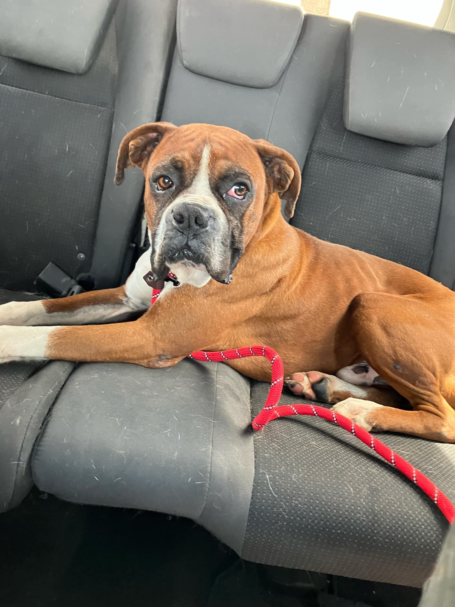 Enlarge Louie, a Adoptable Boxer in Vancouver, WA image 5/6