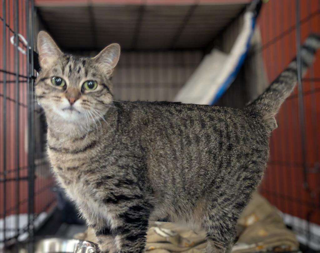 Enlarge Sosa, a Adoptable mixed breed in St. Cloud, MN image 1/1