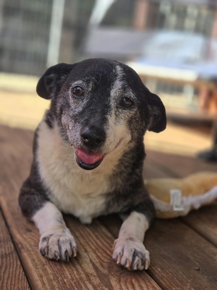 Chubbas, Adoptable, Senior Male Beagle & Dachshund.