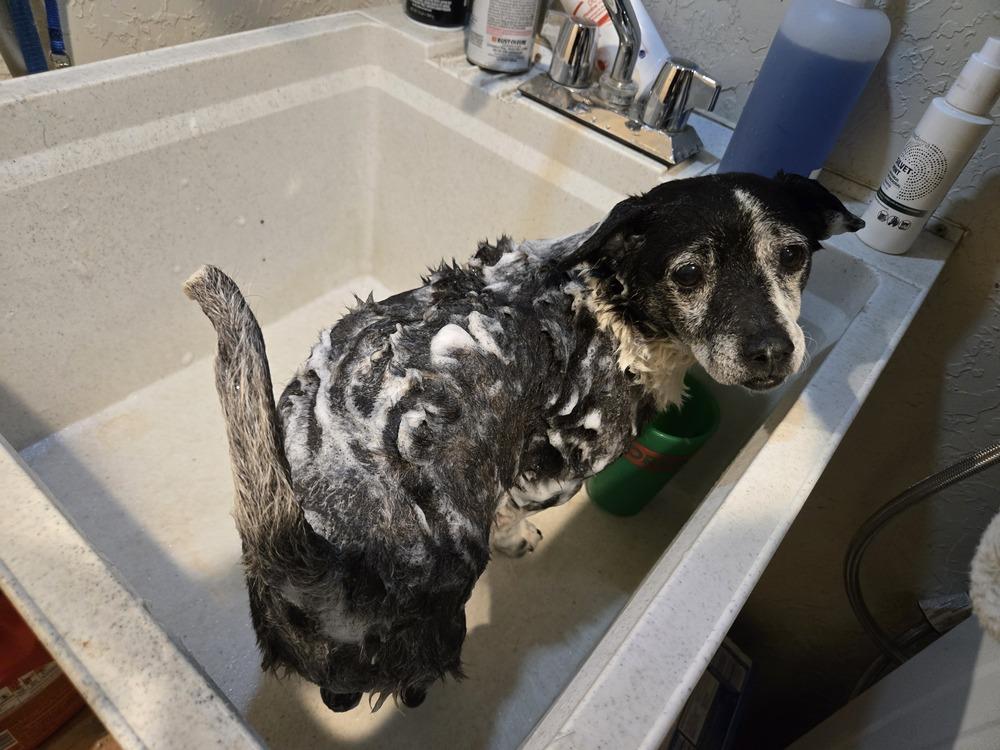 Enlarge Chubbas, a Adoptable mixed breed in Bend, OR image 2/5