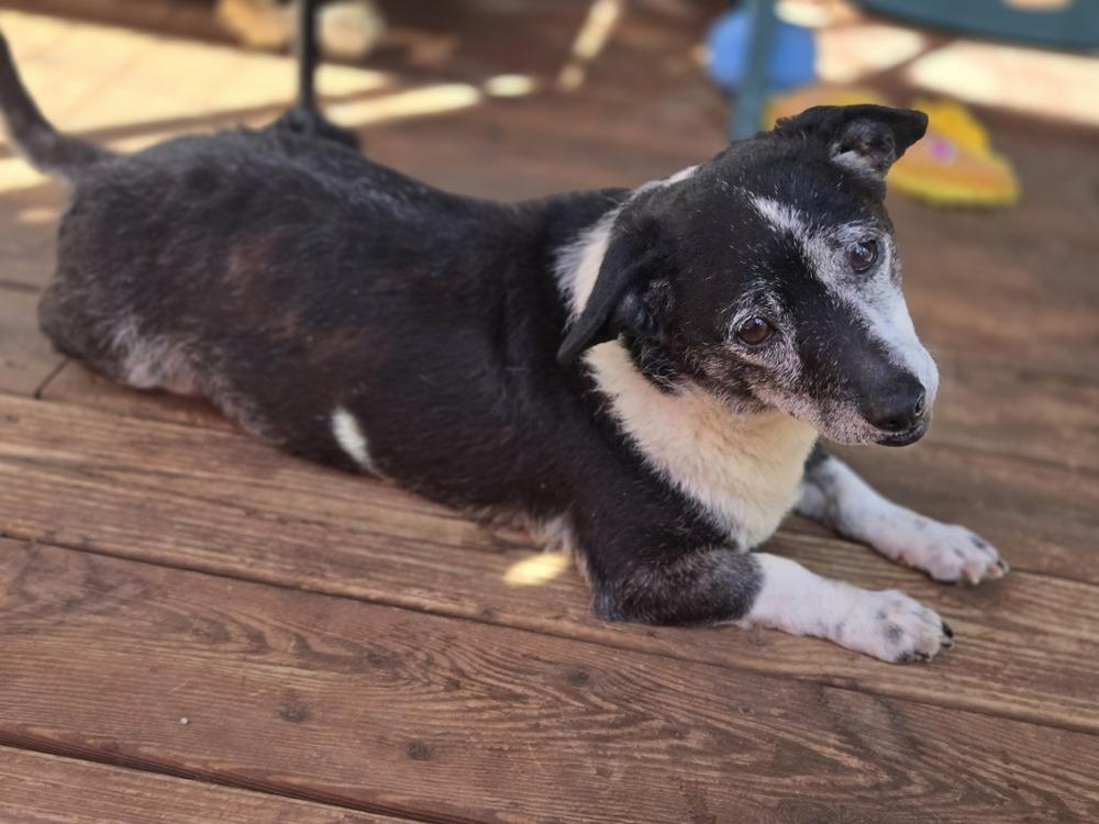 Enlarge Chubbas, a Adoptable mixed breed in Bend, OR image 3/5