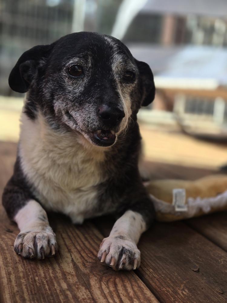 Enlarge Chubbas, a Adoptable mixed breed in Bend, OR image 5/5