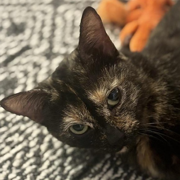 Aurora, an adoptable mixed breed in Minneapolis, MN image 2/2