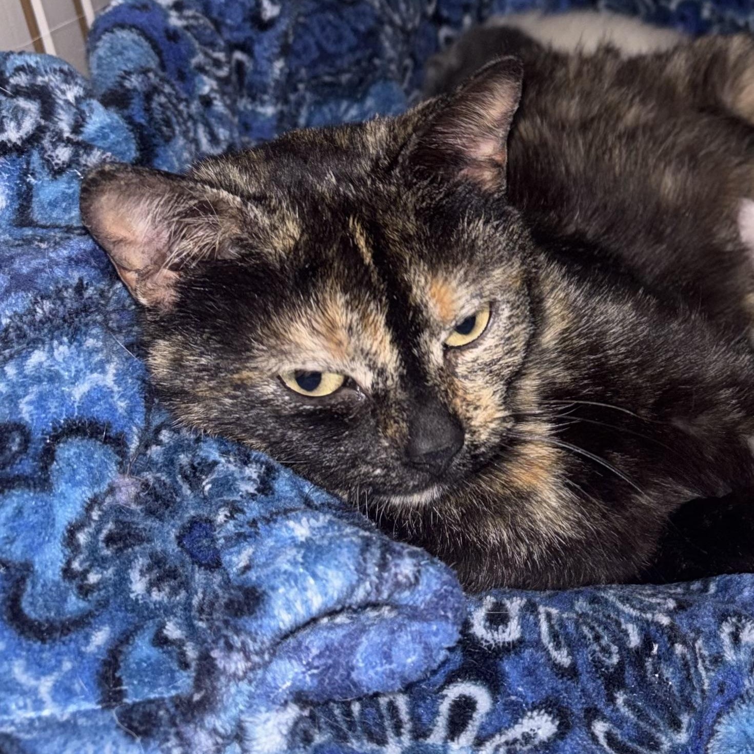 Aurora, adoptable, Young Female Domestic Short Hair.