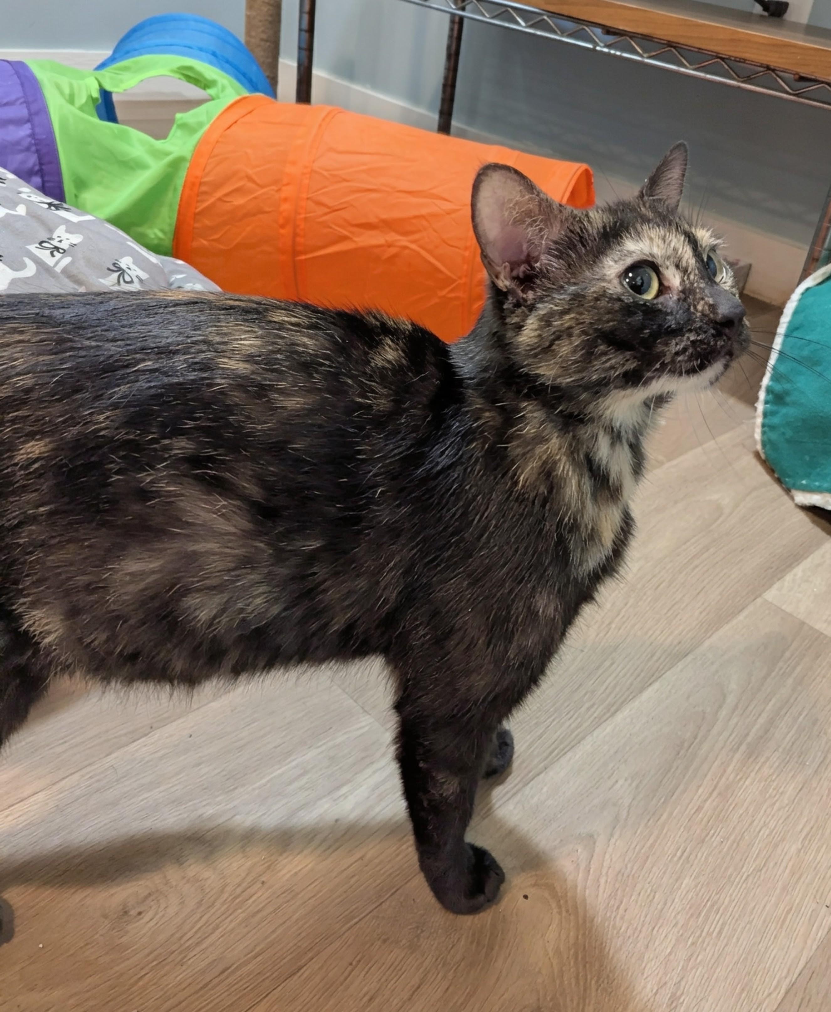 Aurora, an adoptable mixed breed in Minneapolis, MN image 4/4