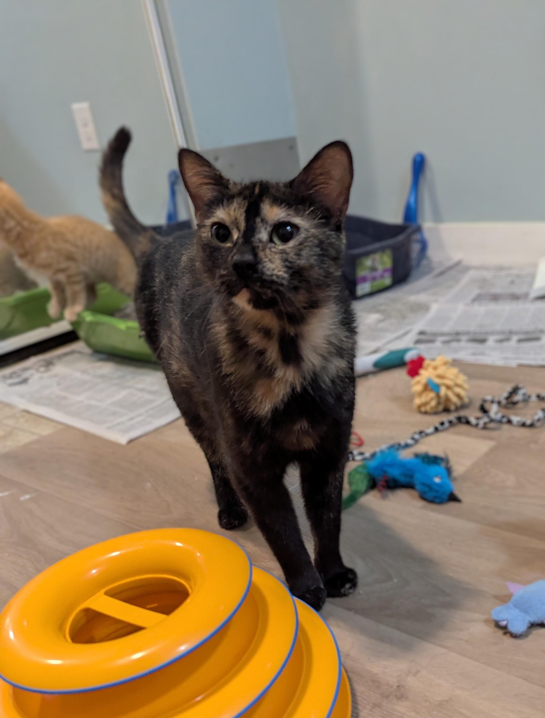 Aurora, an adoptable mixed breed in Minneapolis, MN image 3/4
